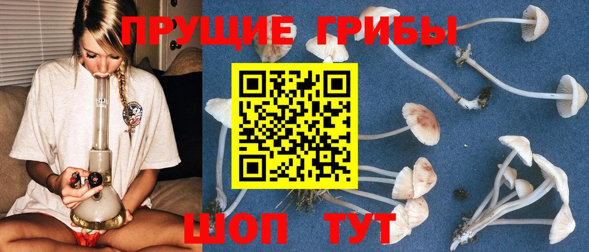 Галлюциногенные грибы Psilocybine cubensis Чапаевск